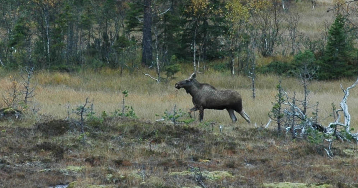 Minker Elgstammen i Europa minker