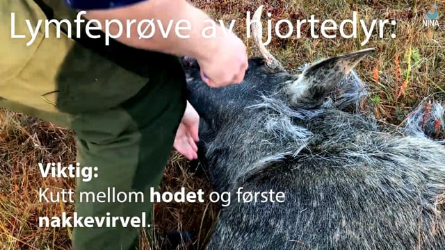 Video forhåndsvisning