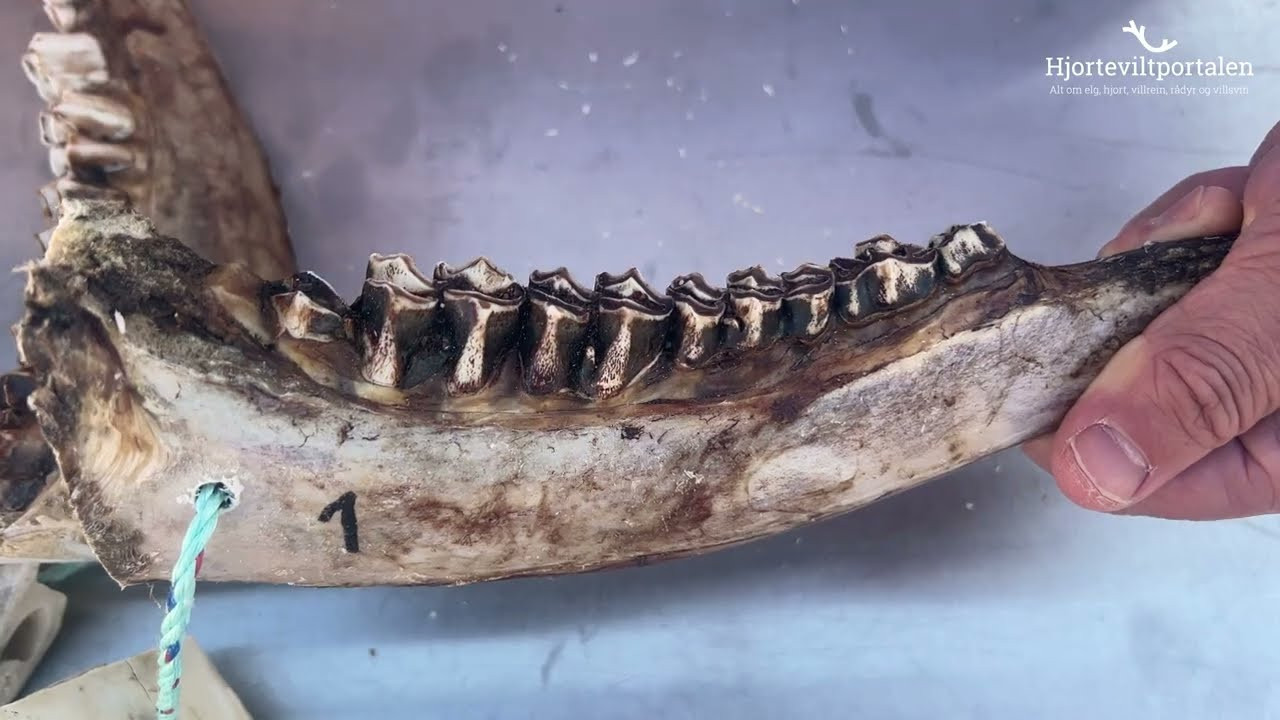 Video forhåndsvisning