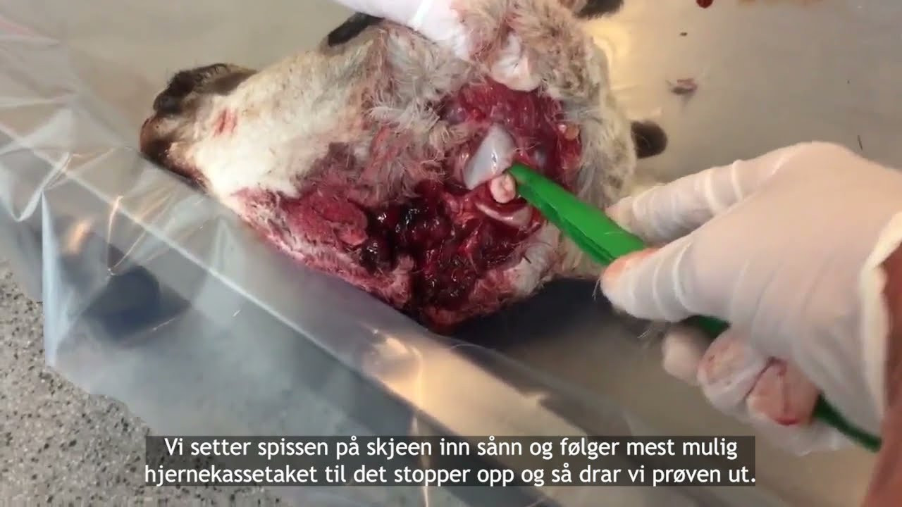 Video forhåndsvisning