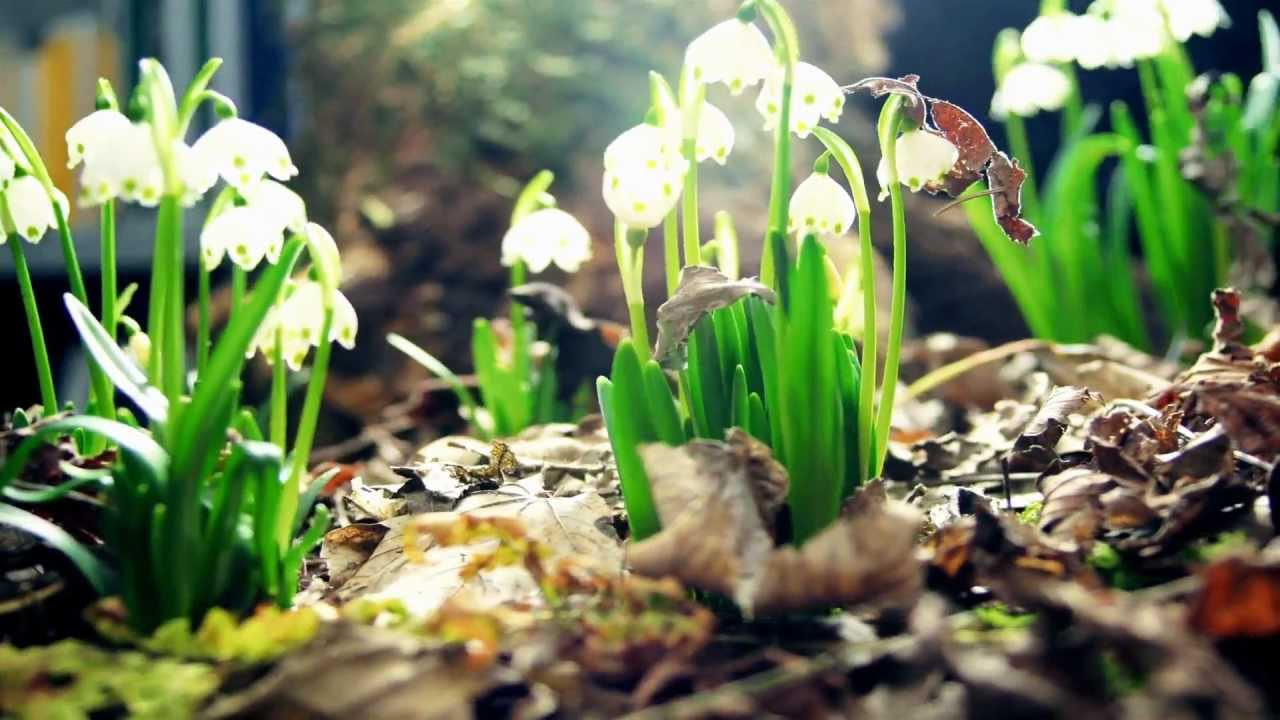 Video forhåndsvisning